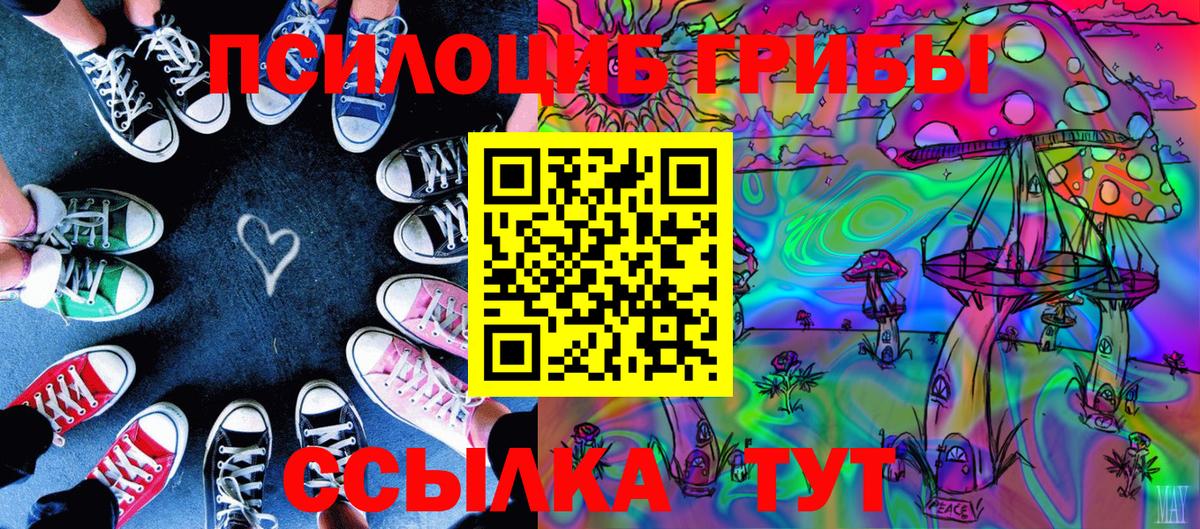 Галлюциногенные грибы прущие грибы  Курчалой  Галлюциногенные грибы Psilocybine cubensis 