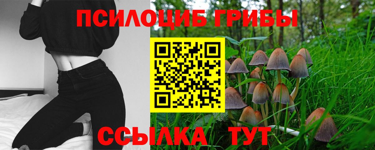 Псилоцибиновые грибы Psilocybe Курчалой