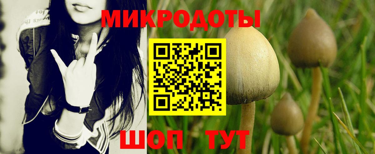 Курчалой  Галлюциногенные грибы мицелий  Вход с VPN  Галлюциногенные грибы Psilocybine cubensis 